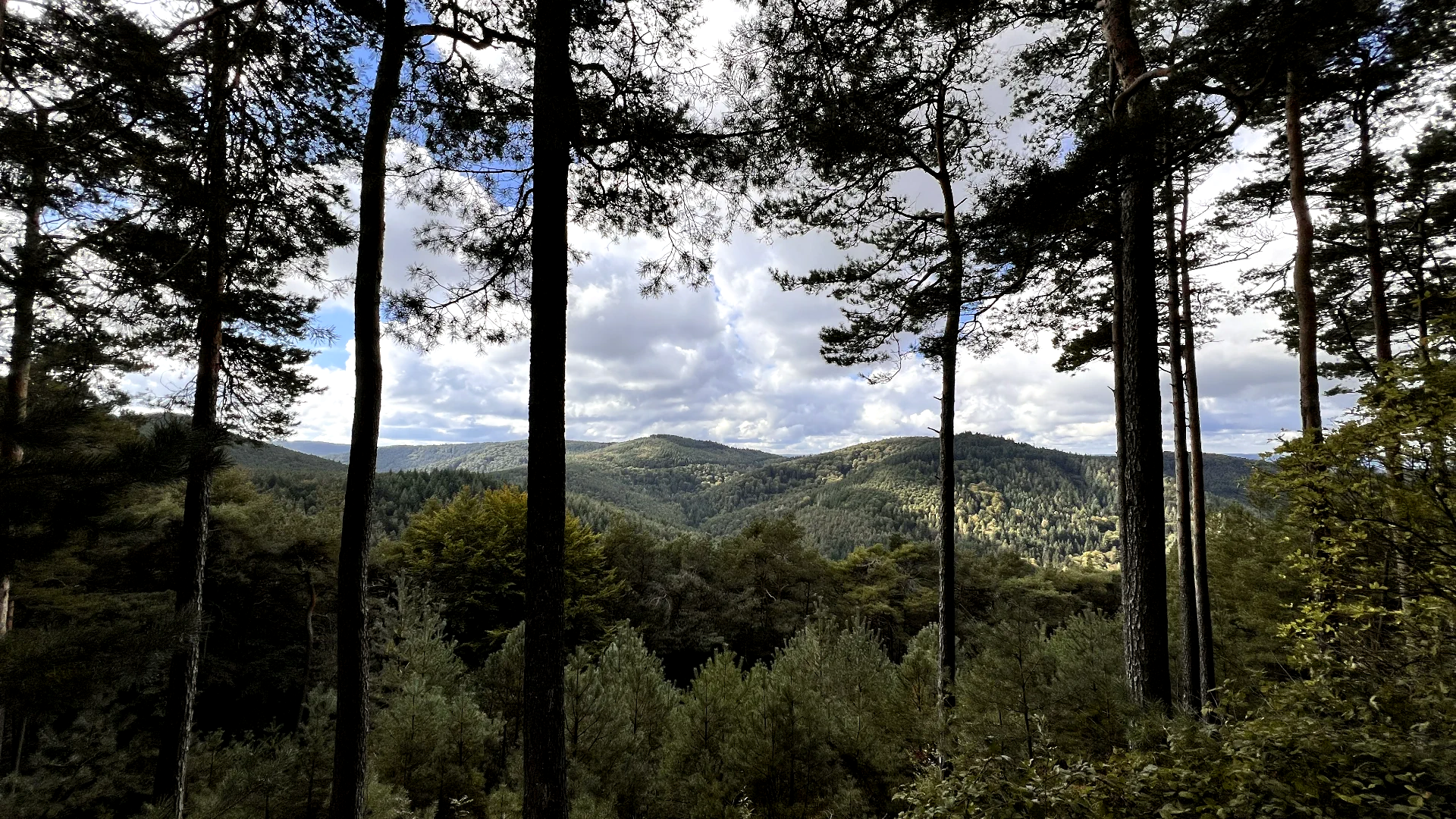 Blick durch den Pfälzerwald über bewaldete Hügel